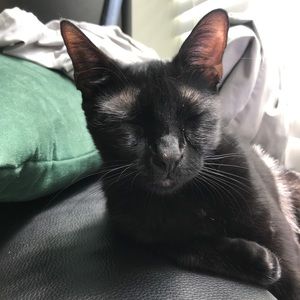 Meet your Posher, Callie